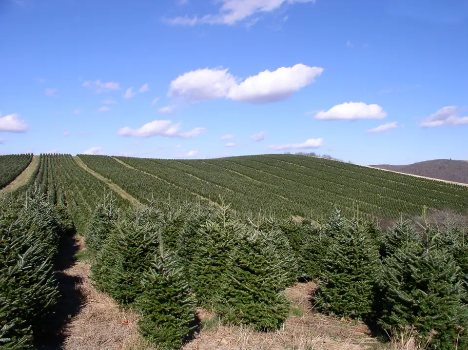 Rows of young Fraser fir trees covering a rolling hillside under a blue sky with small white clouds