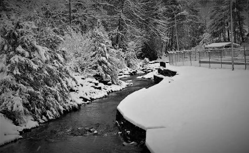 Black-and-white view of a creek curving between snow-covered evergreens and a snow-covered bank, chain-link fence at right