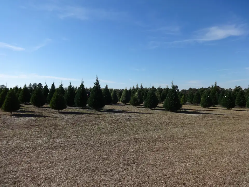 Evenly spaced conical evergreen trees standing on dry brown grass under a wide blue sky